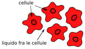 cellule